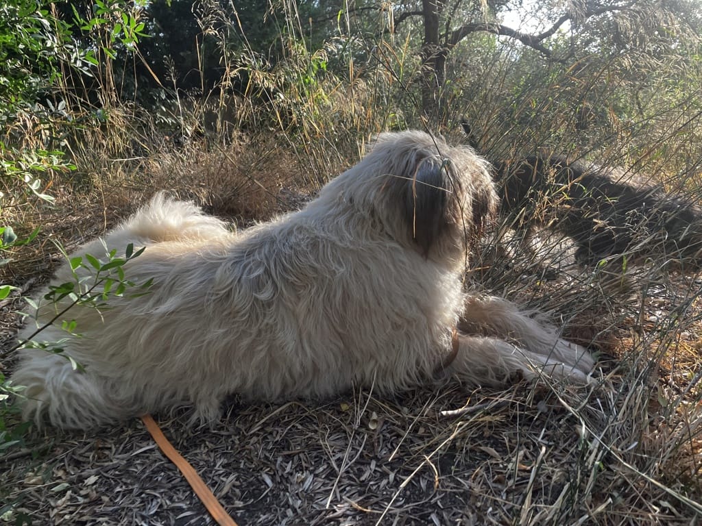 Darren, chien à l'adoption