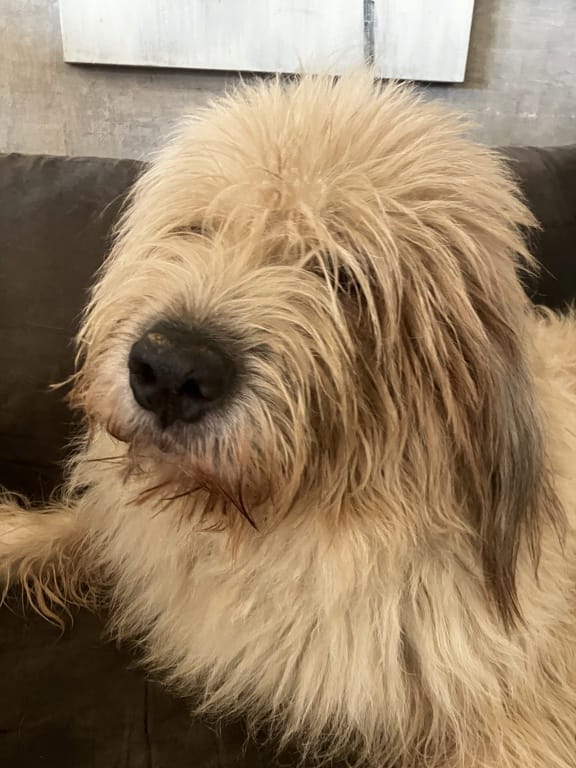 Darren, chien à l'adoption