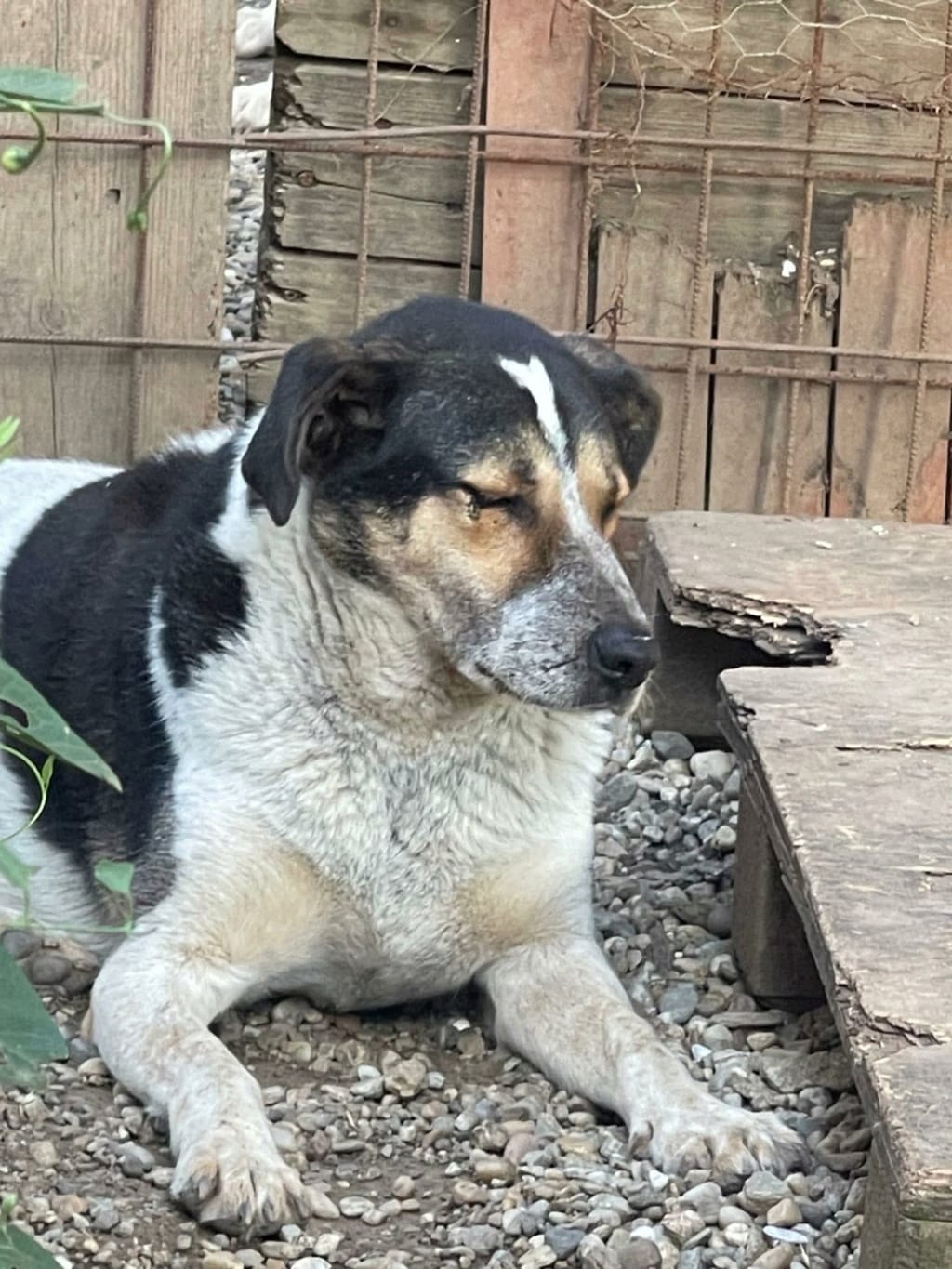 Darwin, chien à l'adoption