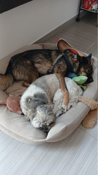 Deku, chien à l'adoption chez Remember Me France