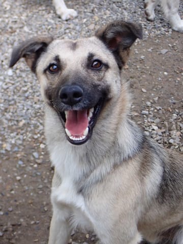 Dembelé, chien à l'adoption chez Remember Me France