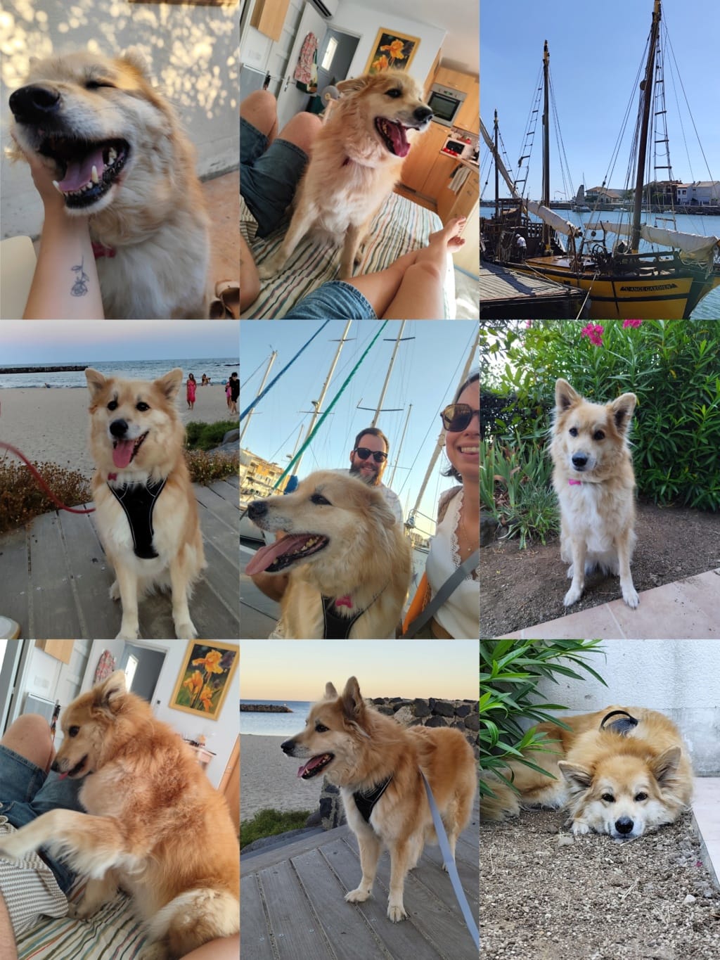 Demetra, chien à l'adoption chez Remember Me France