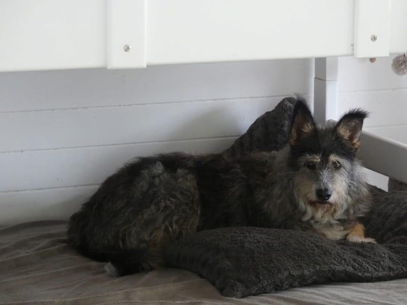 Derek, chien à l'adoption chez Remember Me France
