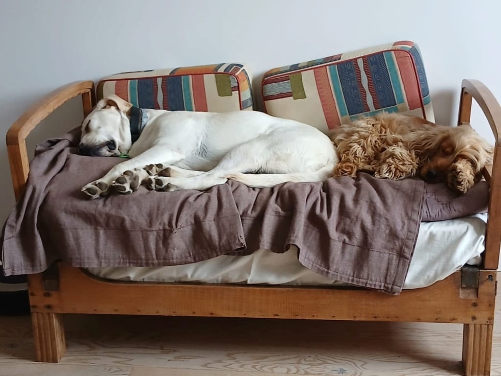 Derry, chien à l'adoption chez Remember Me France