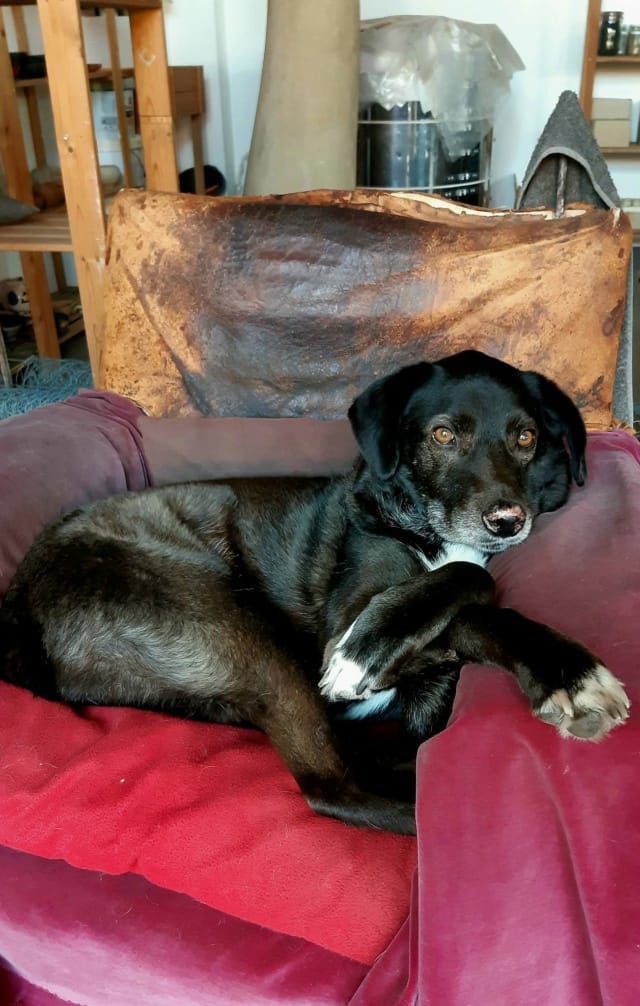 Django, chien à l'adoption chez Remember Me France