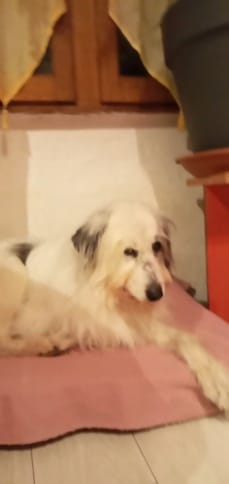 Djoline, chien à l'adoption chez Remember Me France