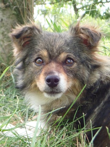 Dolce, chien à l'adoption chez Remember Me France