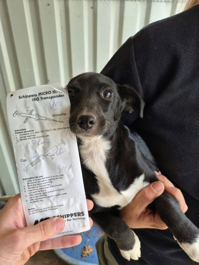 Drag, chien à l'adoption