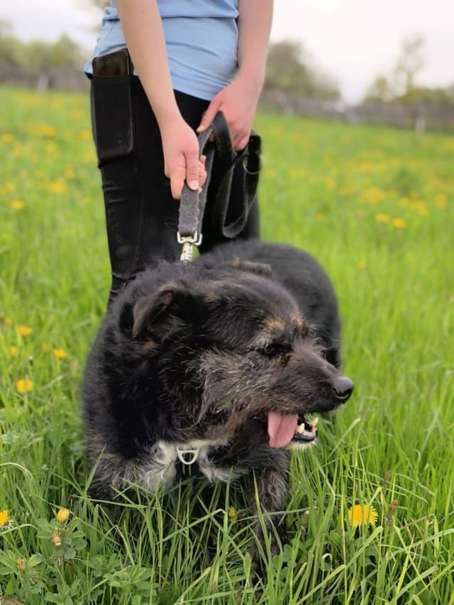Dune, chien à l'adoption