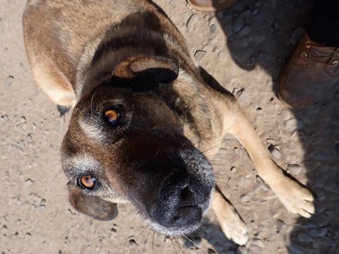Earley, chien à l'adoption