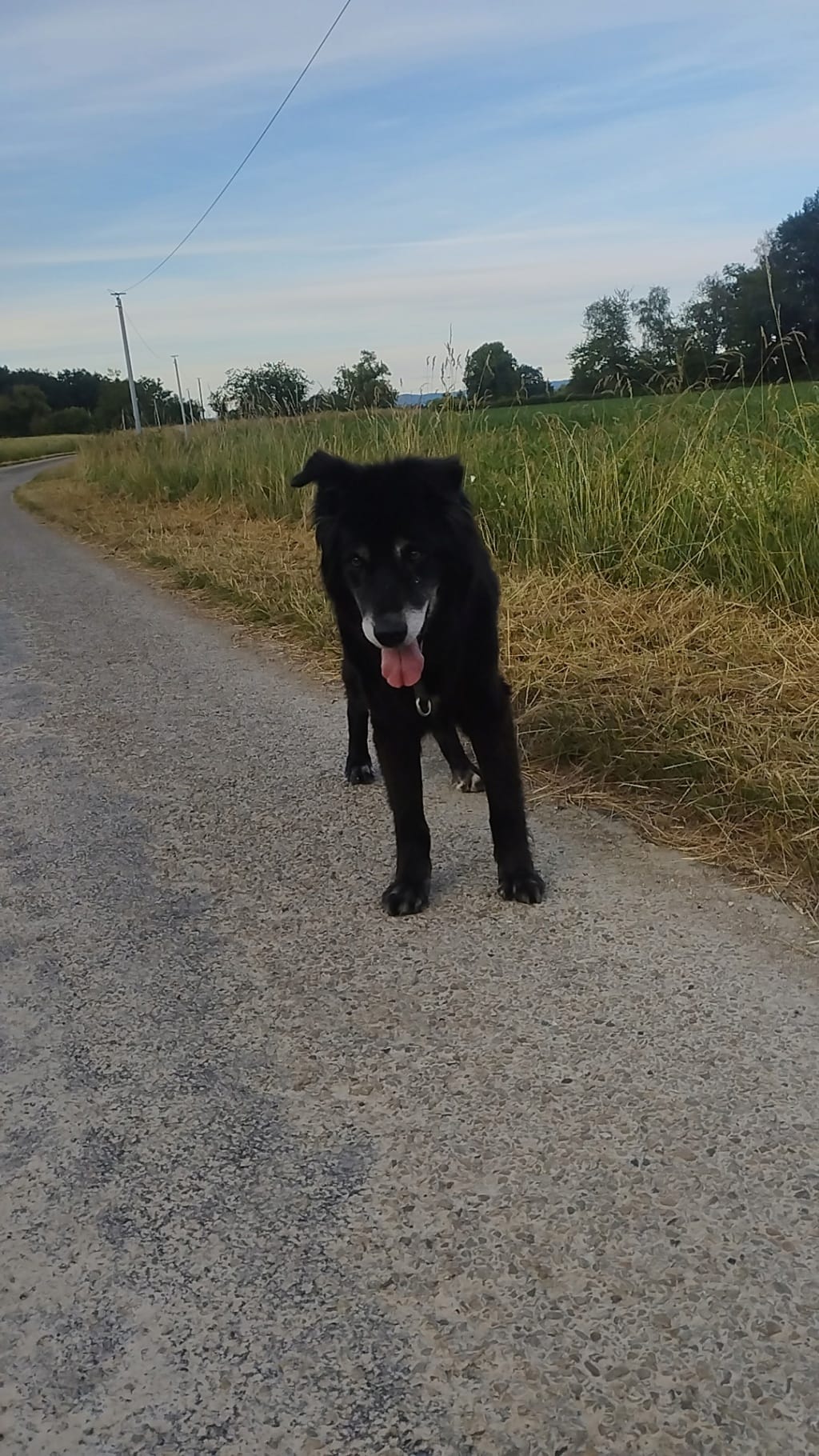 Ebene, chien à l'adoption chez Remember Me France