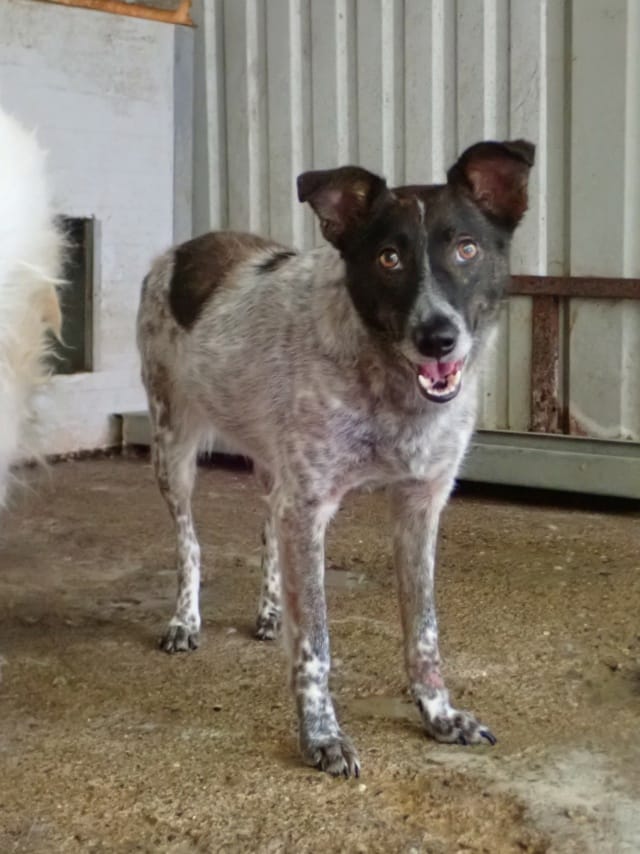 Ellie, chien à l'adoption