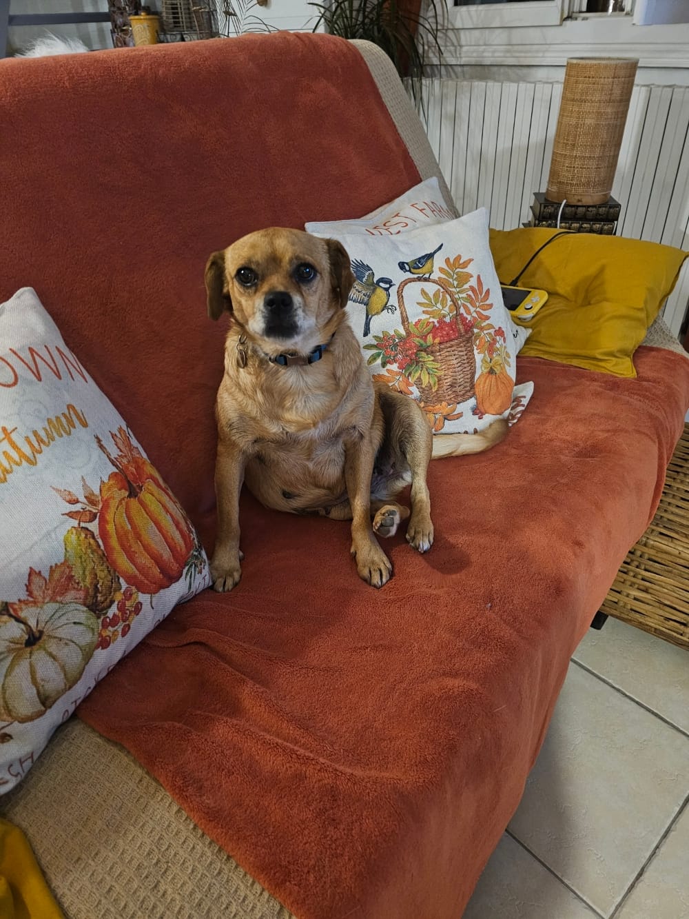 Ellis, chien à l'adoption chez Remember Me France