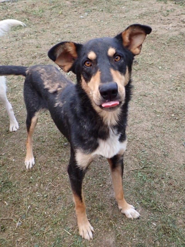Elton, chien à l'adoption