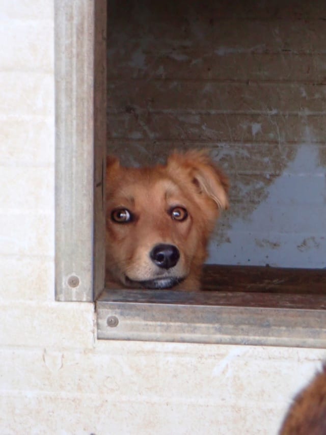 Elvane, chien à l'adoption