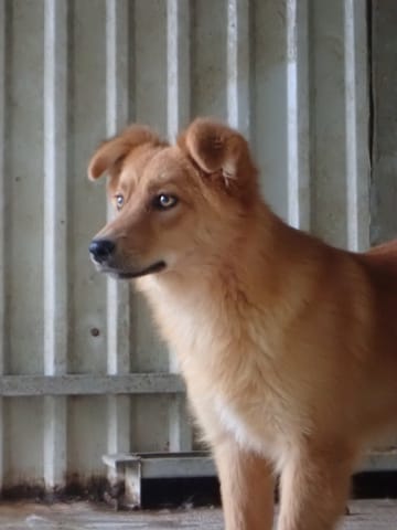 Elvane, chien à l'adoption