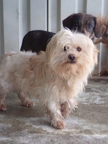 Emoji, rescue dog available for adoption