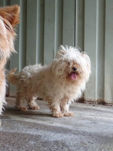 Emoji, chien à l'adoption