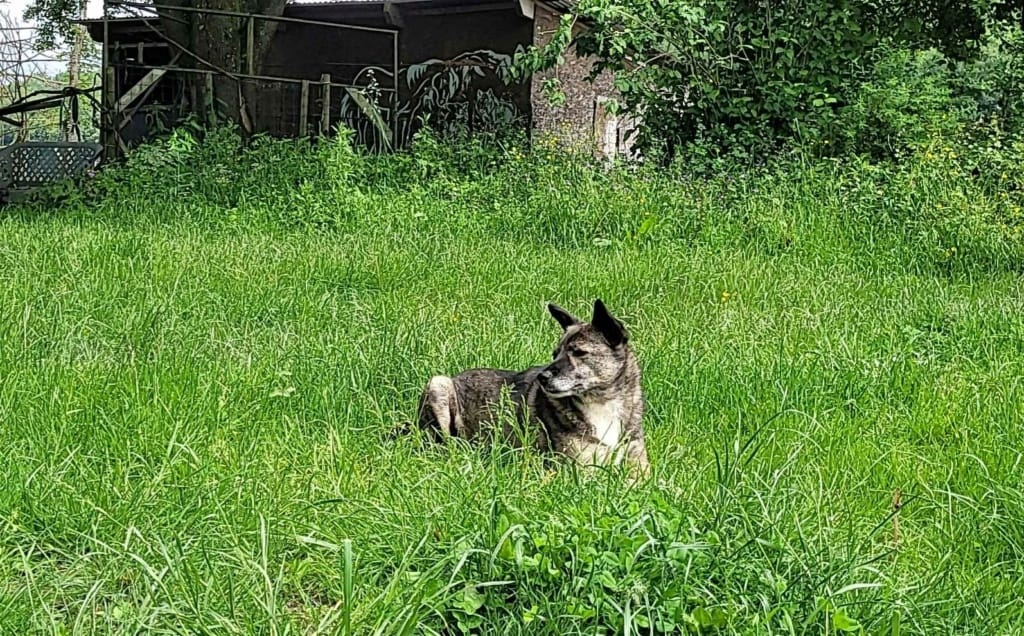 Erra, chien à l'adoption chez Remember Me France