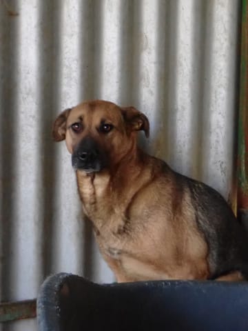 Failla, chien à l'adoption