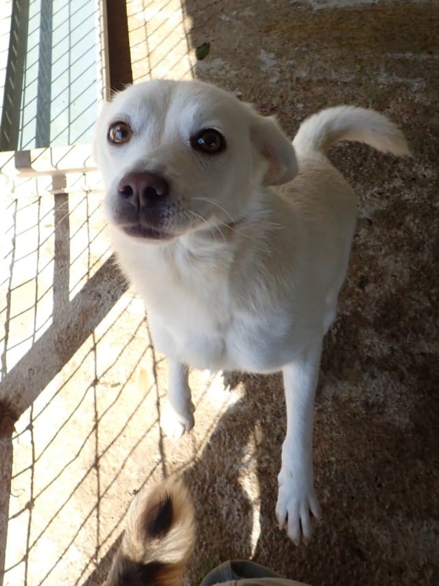 Falaisa, chien à l'adoption
