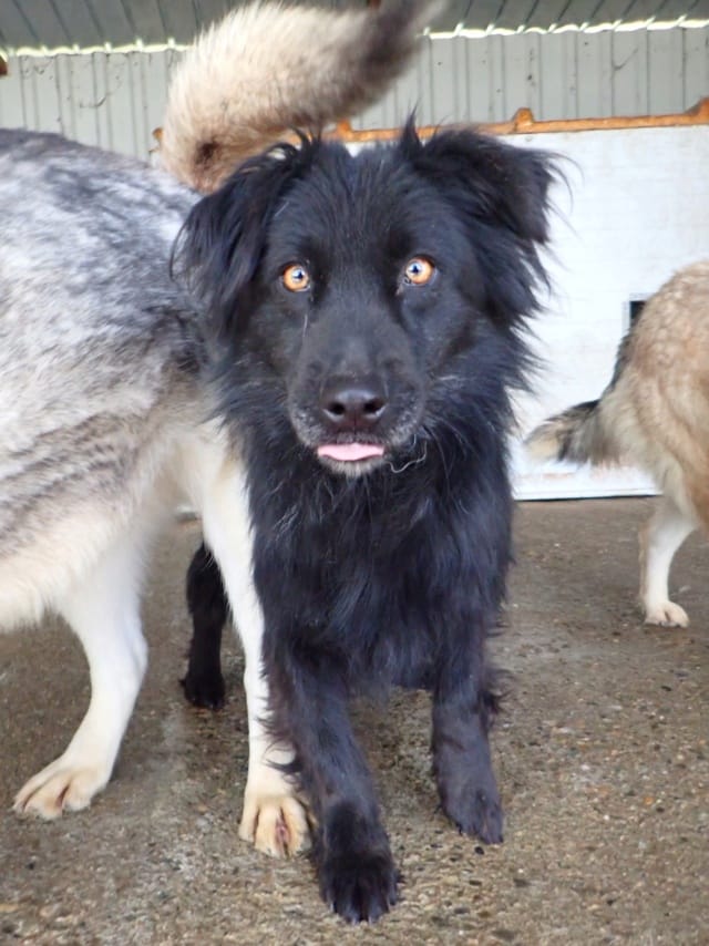 Fantasio, rescue dog available for adoption