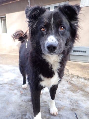 Felix, chien à l'adoption