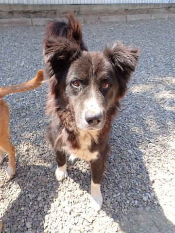 Felix, chien à l'adoption