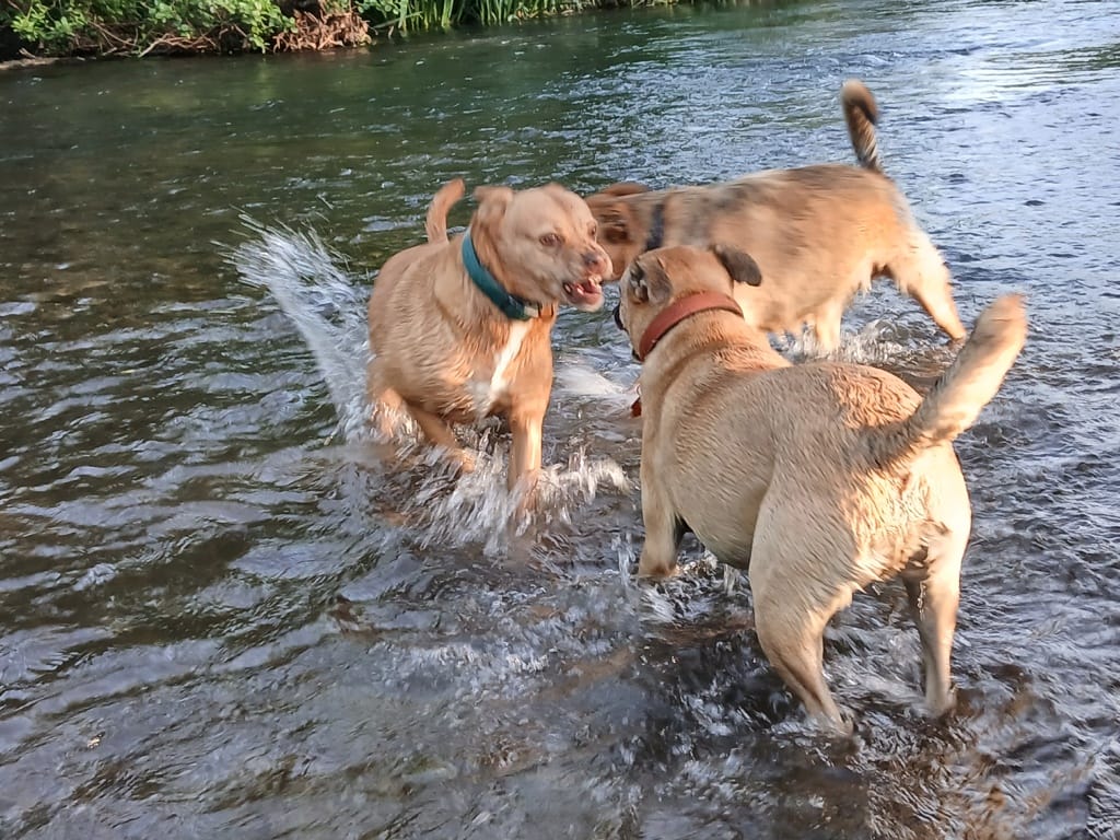 Ferenc, chien à l'adoption chez Remember Me France