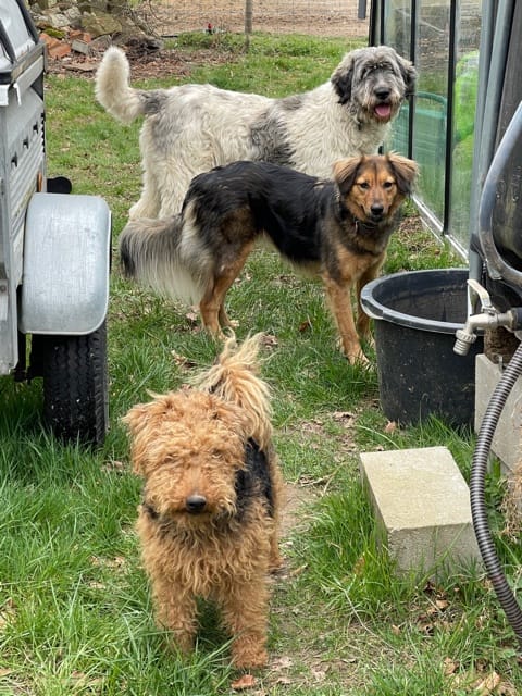 Ficelle, chien à l'adoption chez Remember Me France