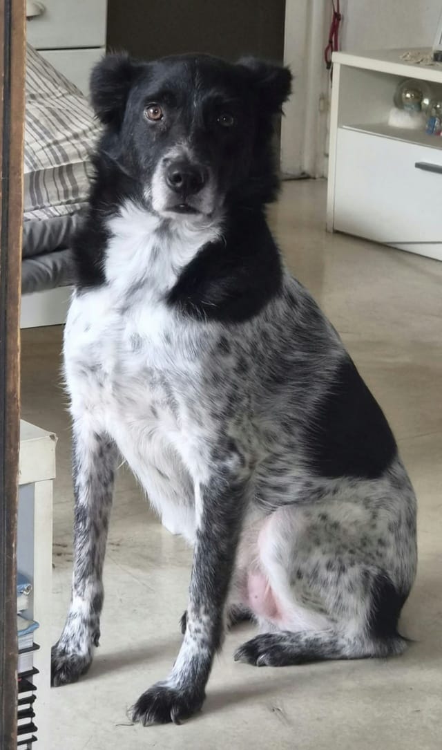 Flavio, chien à l'adoption chez Remember Me France