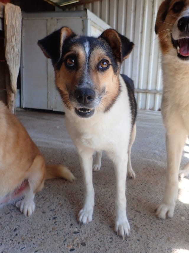 Flora, chien à l'adoption