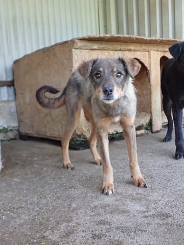 Framboise, chien à l'adoption