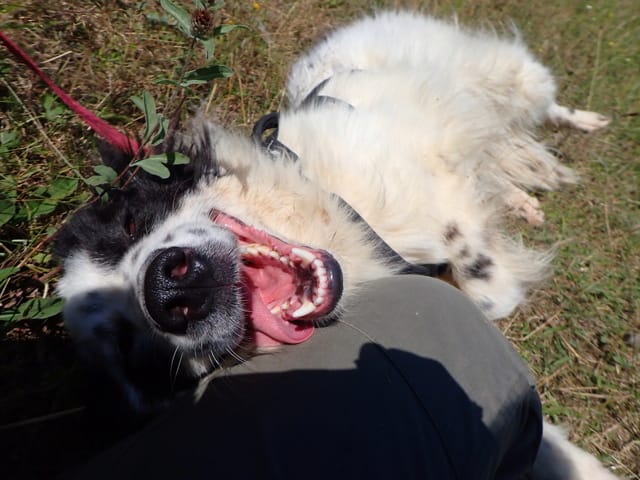Funky, chien à l'adoption