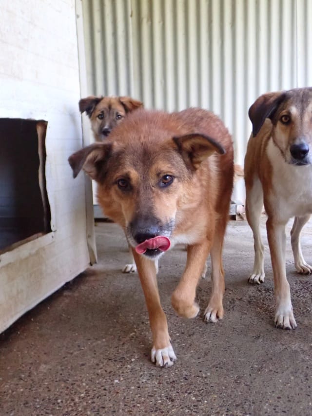 Gamin, chien à l'adoption chez Remember Me France