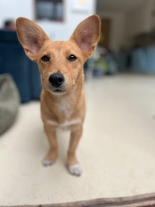 Gary, chien à l'adoption chez Remember Me France