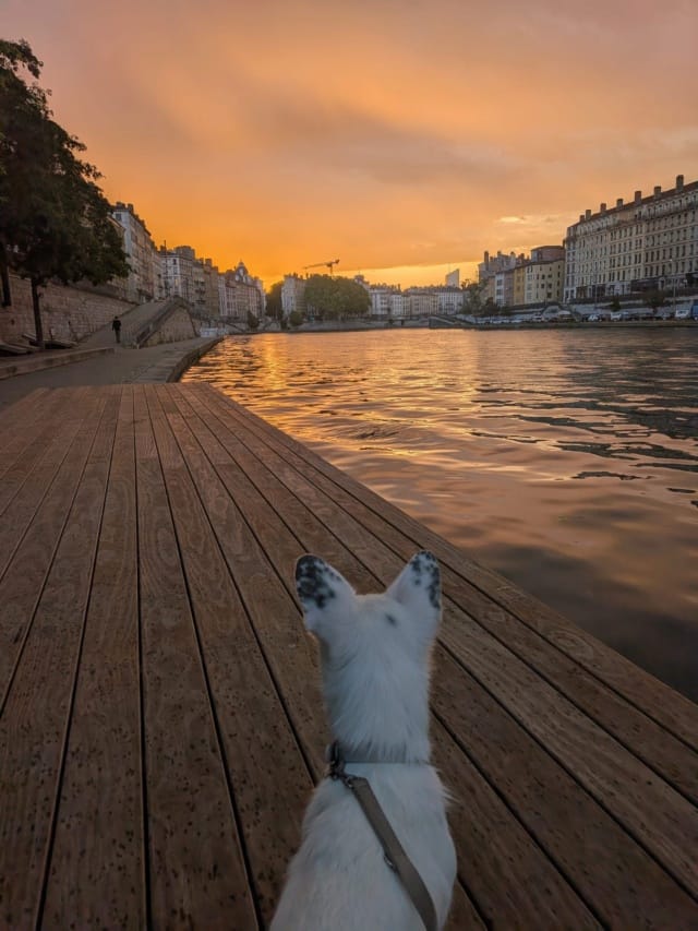 Gege, chien à l'adoption chez Remember Me France
