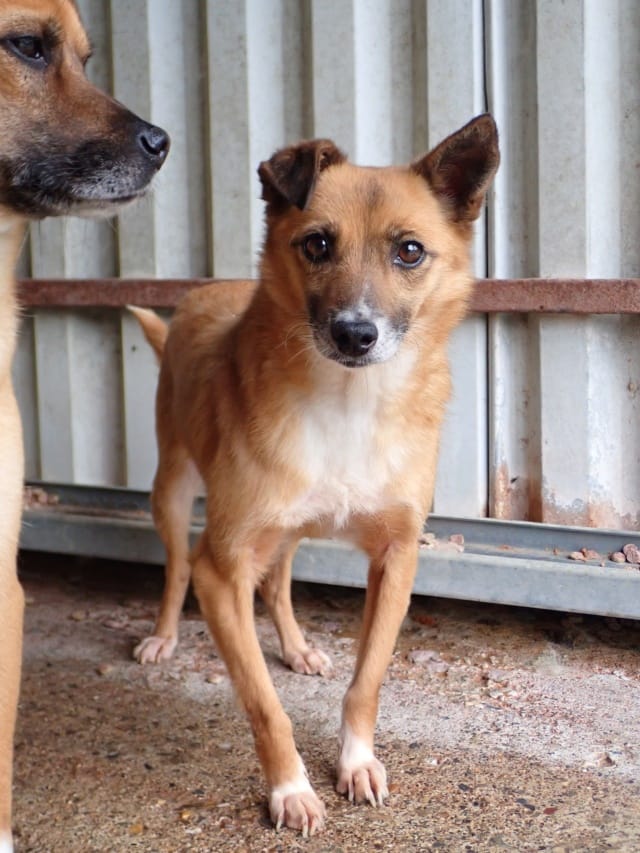 Geisha, chien à l'adoption