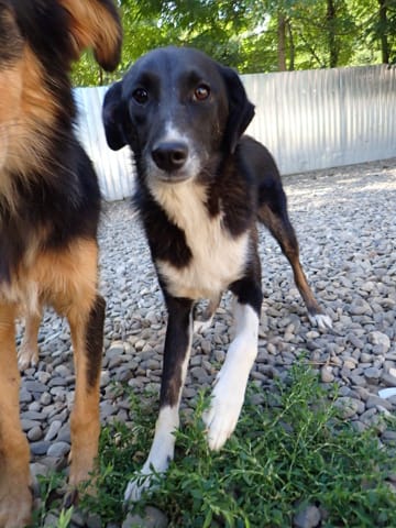 Gentiane, chien à l'adoption