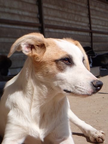 Georges, chien à l'adoption