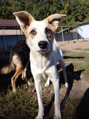 Georges, rescue dog available for adoption