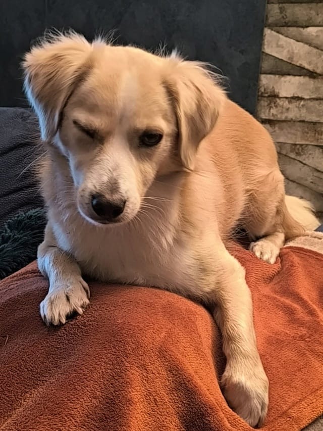 Gibson, chien à l'adoption chez Remember Me France