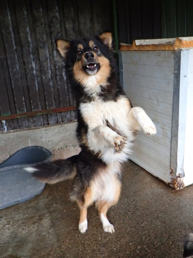 Goody, chien à l'adoption