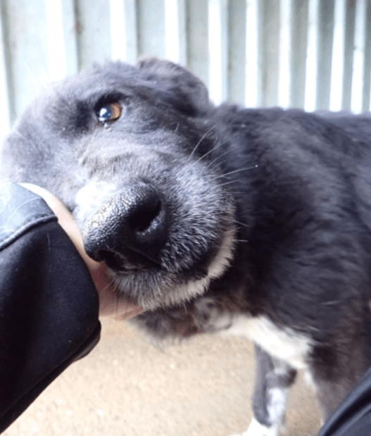 Grisette, chien à l'adoption chez Remember Me France