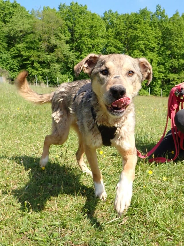 Guss, chien à l'adoption chez Remember Me France