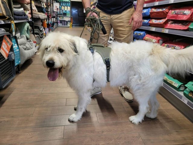 Hagrid, chien à l'adoption chez Remember Me France