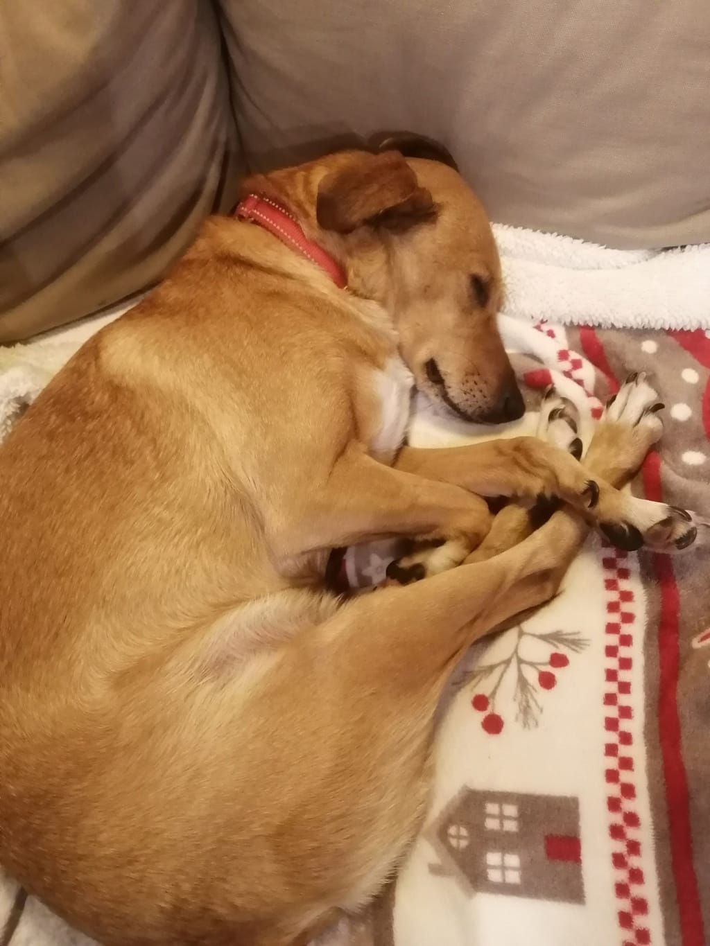 Hanani, chien à l'adoption chez Remember Me France