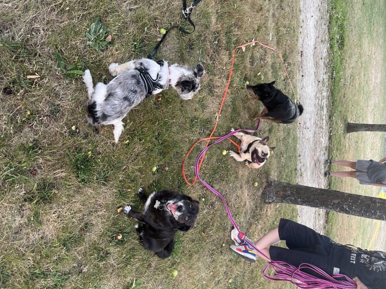 Happy, dog for adoption at Remember Me France