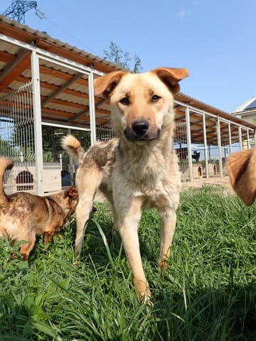 Harrison, chien à l'adoption chez Remember Me France