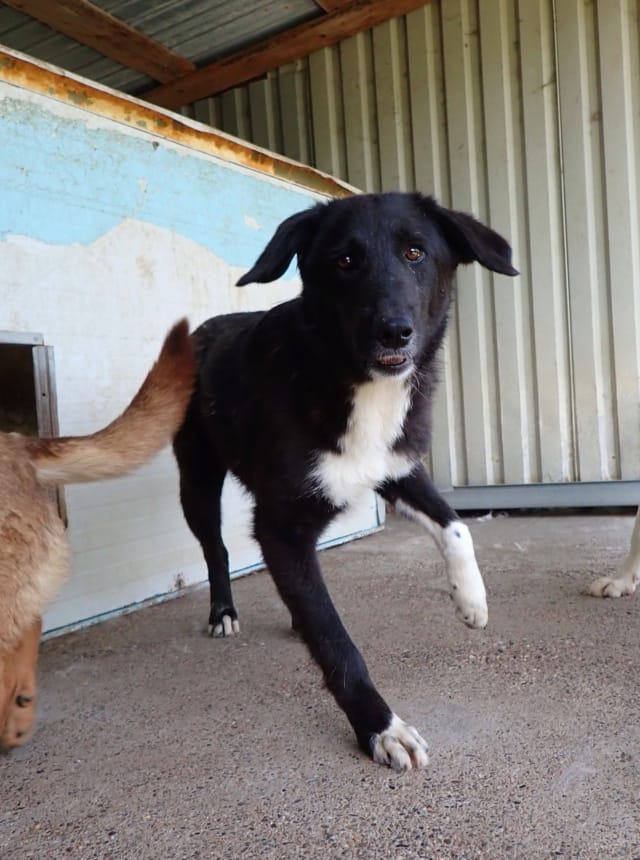 Hayley, chien à l'adoption chez Remember Me France